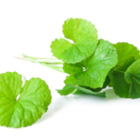 金印ワサスリム&trade;